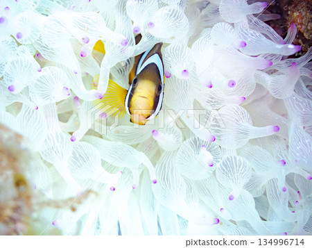 可愛的小丑魚幼魚。珊瑚海葵。靜岡縣伊豆半島中木市南伊豆町平枝濱 - 2025 134996714