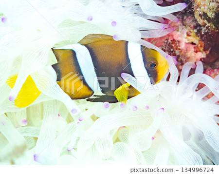 可愛的小丑魚幼魚。珊瑚海葵。靜岡縣伊豆半島中木市南伊豆町平枝濱 - 2025 可愛的小丑魚幼魚。珊瑚海葵。靜岡縣伊豆半島中木市南伊豆町平枝濱 - 2025 134996724