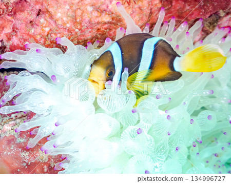 Cute clownfish juveniles. Coral sea anemones. Hirizohama, Minamiizu Town, Nakagi, Izu Peninsula, Shizuoka Prefecture - 2025 Cute clownfish juveniles. Coral sea anemones. Hirizohama, Minamiizu Town, Nakagi, Izu Peninsula, Shizuoka Prefecture - 2025 134996727