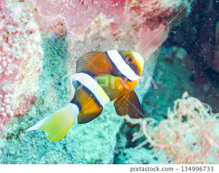 Cute clownfish juveniles. Coral sea anemones. Hirizohama, Minamiizu Town, Nakagi, Izu Peninsula, Shizuoka Prefecture - 2025 Cute clownfish juveniles. Coral sea anemones. Hirizohama, Minamiizu Town, Nakagi, Izu Peninsula, Shizuoka Prefecture - 2025 134996733