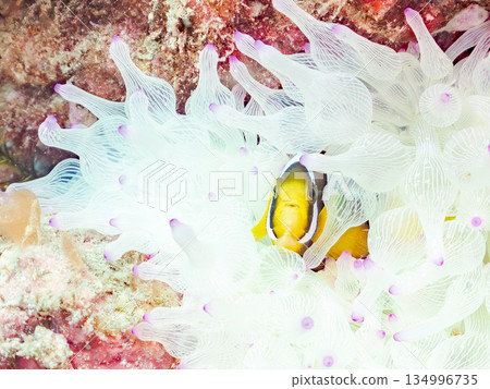 Cute clownfish juveniles. Coral sea anemones. Hirizohama, Minamiizu Town, Nakagi, Izu Peninsula, Shizuoka Prefecture - 2025 134996735