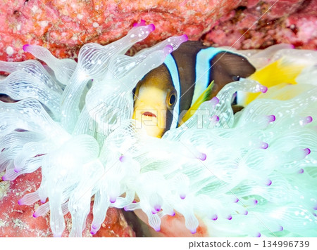 Cute clownfish juveniles. Coral sea anemones. Hirizohama, Minamiizu Town, Nakagi, Izu Peninsula, Shizuoka Prefecture - 2025 134996739