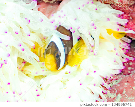 可愛的小丑魚幼魚。珊瑚海葵。靜岡縣伊豆半島中木市南伊豆町平枝濱 - 2025 134996741