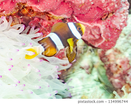 Cute clownfish juveniles. Coral sea anemones. Hirizohama, Minamiizu Town, Nakagi, Izu Peninsula, Shizuoka Prefecture - 2025 134996744