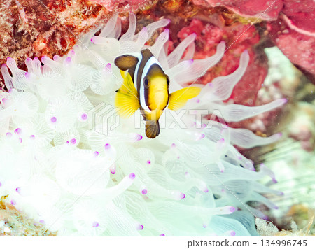 可愛的小丑魚幼魚。珊瑚海葵。靜岡縣伊豆半島中木市南伊豆町平枝濱 - 2025 134996745