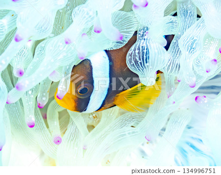 可愛的小丑魚幼魚。珊瑚海葵。靜岡縣伊豆半島中木市南伊豆町平枝濱 - 2025 134996751