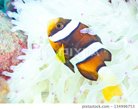 可愛的小丑魚幼魚。珊瑚海葵。靜岡縣伊豆半島中木市南伊豆町平枝濱 - 2025 134996753