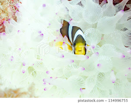 可愛的小丑魚幼魚。珊瑚海葵。靜岡縣伊豆半島中木市南伊豆町平枝濱 - 2025 134996755
