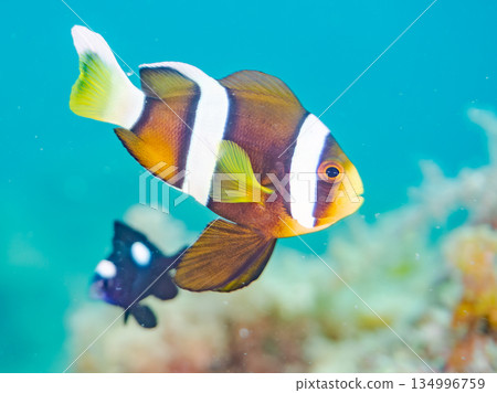Cute clownfish juveniles. Coral sea anemones. Hirizohama, Minamiizu Town, Nakagi, Izu Peninsula, Shizuoka Prefecture - 2025 Cute clownfish juveniles. Coral sea anemones. Hirizohama, Minamiizu Town, Nakagi, Izu Peninsula, Shizuoka Prefecture - 2025 134996759