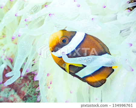 可愛的小丑魚幼魚。珊瑚海葵。靜岡縣伊豆半島中木市南伊豆町平枝濱 - 2025 134996761