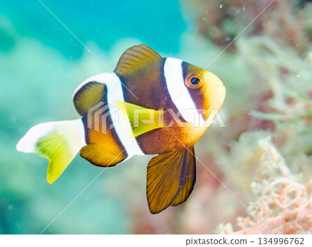 Cute clownfish juveniles. Coral sea anemones. Hirizohama, Minamiizu Town, Nakagi, Izu Peninsula, Shizuoka Prefecture - 2025 Cute clownfish juveniles. Coral sea anemones. Hirizohama, Minamiizu Town, Nakagi, Izu Peninsula, Shizuoka Prefecture - 2025 134996762