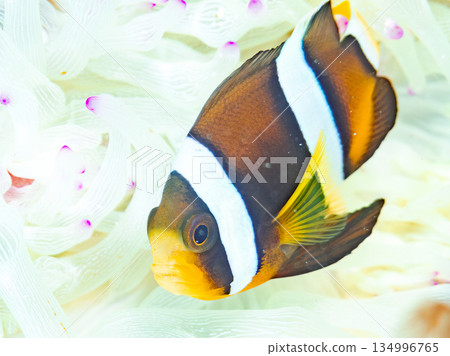 Cute clownfish juveniles. Coral sea anemones. Hirizohama, Minamiizu Town, Nakagi, Izu Peninsula, Shizuoka Prefecture - 2025 Cute clownfish juveniles. Coral sea anemones. Hirizohama, Minamiizu Town, Nakagi, Izu Peninsula, Shizuoka Prefecture - 2025 134996765