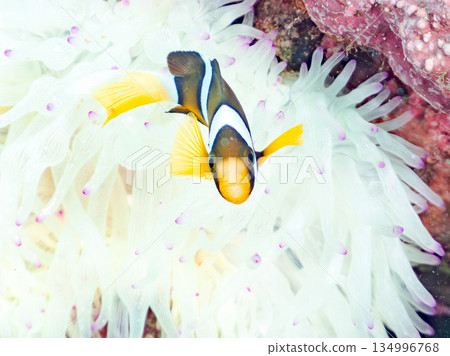Cute clownfish juveniles. Coral sea anemones. Hirizohama, Minamiizu Town, Nakagi, Izu Peninsula, Shizuoka Prefecture - 2025 Cute clownfish juveniles. Coral sea anemones. Hirizohama, Minamiizu Town, Nakagi, Izu Peninsula, Shizuoka Prefecture - 2025 134996768