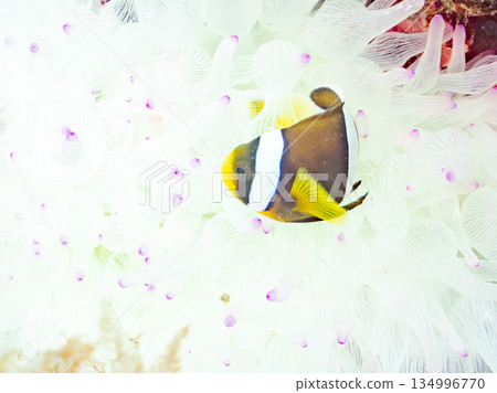 Cute clownfish juveniles. Coral sea anemones. Hirizohama, Minamiizu Town, Nakagi, Izu Peninsula, Shizuoka Prefecture - 2025 134996770