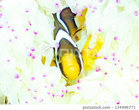 Cute clownfish juveniles. Coral sea anemones. Hirizohama, Minamiizu Town, Nakagi, Izu Peninsula, Shizuoka Prefecture - 2025 Cute clownfish juveniles. Coral sea anemones. Hirizohama, Minamiizu Town, Nakagi, Izu Peninsula, Shizuoka Prefecture - 2025 134996771