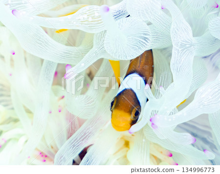 可愛的小丑魚幼魚。珊瑚海葵。靜岡縣伊豆半島中木市南伊豆町平枝濱 - 2025 134996773