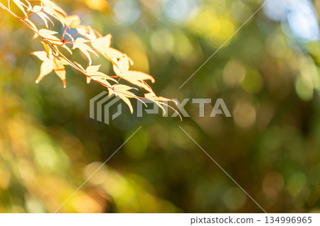 Feel the autumn 134996965