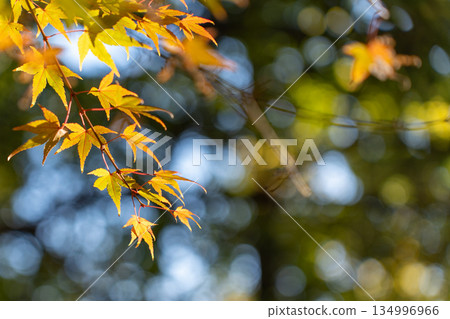 Feel the autumn Feel the autumn 134996966