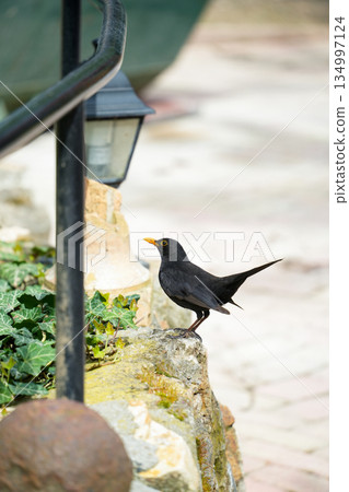 匈牙利黑鷂 匈牙利黑鷂 134997124