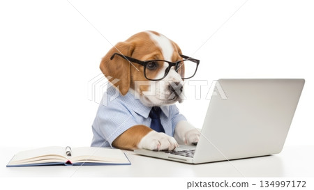 Business image of a dog working on a computer | Humor, office, white background 134997172