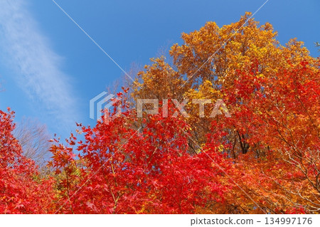 Bright red leaves and blue sky 134997176