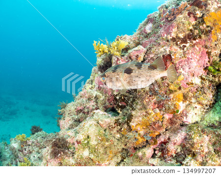 Porcupine fish, etc. Hirizohama, Minamiizu Town, Nakagi, Izu Peninsula, Shizuoka Prefecture - 2025 One of Japan's best snorkeling spots 134997207