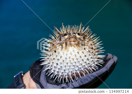 憤怒的刺豚魚和其他生物。日本靜岡縣伊豆半島中城南伊豆町平枝濱 - 2025 日本領先的 134997214