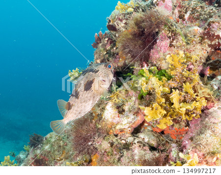 Porcupine fish, etc. Hirizohama, Minamiizu Town, Nakagi, Izu Peninsula, Shizuoka Prefecture - 2025 One of Japan's best snorkeling spots 134997217