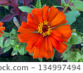 red orange flowers in the garden 134997494