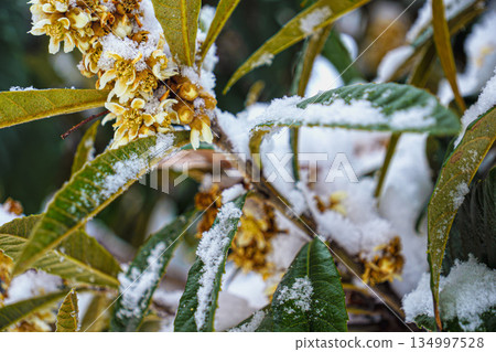 Loquat flowers under the snow 134997528