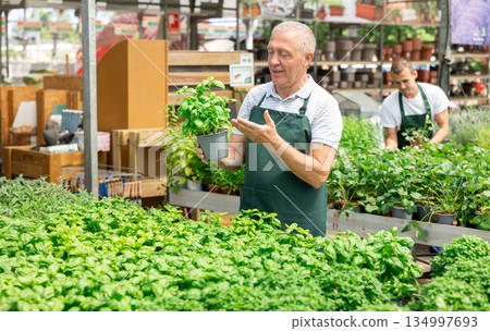 Elderly man florist arranging planted basil in pots at flower shop Elderly man florist arranging planted basil in pots at flower shop 134997693
