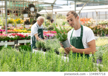 Young male seller holding rosemary in pot Young male seller holding rosemary in pot 134997718