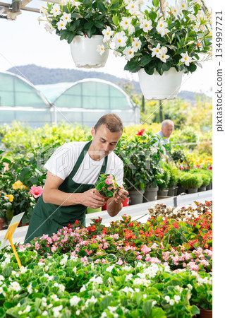 Young man holding begonia in pot 134997721