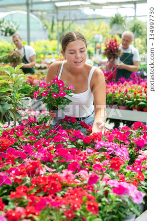 Girl walks through exhibition of ornamental plants, examines vinca in showcase Girl walks through exhibition of ornamental plants, examines vinca in showcase 134997730