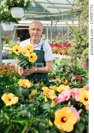 Skilled focused elderly male florist in apron caring about potted hibiscus flowers 134997752