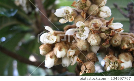 White flowers of loquat blooming in winter 134997767