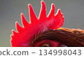Rooster red comb close up macro photography with detailed texture and feathers backlit natural lighting farm poultry 134998043