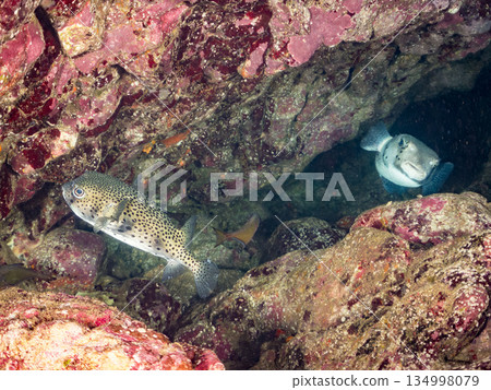 Ishigaki pufferfish and others. Hirizohama Beach, Nakagi, Minamiizu Town, Izu Peninsula, Shizuoka Prefecture - 2025 One of Japan's leading snorkeling spots 134998079