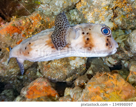 Ishigaki pufferfish and others. Hirizohama Beach, Nakagi, Minamiizu Town, Izu Peninsula, Shizuoka Prefecture - 2025 One of Japan's leading snorkeling spots 134998097