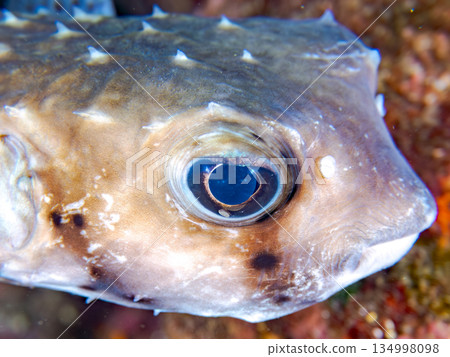 Ishigaki pufferfish and others. Hirizohama Beach, Nakagi, Minamiizu Town, Izu Peninsula, Shizuoka Prefecture - 2025 One of Japan's leading snorkeling spots Ishigaki pufferfish and others. Hirizohama Beach, Nakagi, Minamiizu Town, Izu Peninsula, Shizuoka Prefecture - 2025 One of Japan's leading snorkeling spots 134998098