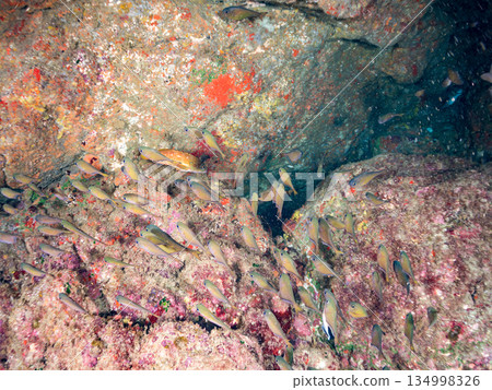 A school of Ishigaki pufferfish, Minamihatanpo, Namimatsukasa, and other fish. Hirizohama, Nakagi, Minamiizu Town, Izu Peninsula, Shizuoka Prefecture - 2025 134998326