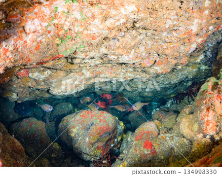 石垣河豚、南八魨魚、波松魚等魚群。靜岡縣伊豆半島南伊豆町Hirizohama、Nakagi - 2025 石垣河豚、南八魨魚、波松魚等魚群。靜岡縣伊豆半島南伊豆町Hirizohama、Nakagi - 2025 134998330