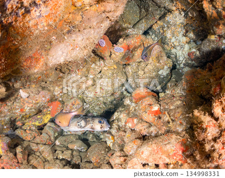 A school of Ishigaki pufferfish, Minamihatanpo, Namimatsukasa, and other fish. Hirizohama, Nakagi, Minamiizu Town, Izu Peninsula, Shizuoka Prefecture - 2025 134998331
