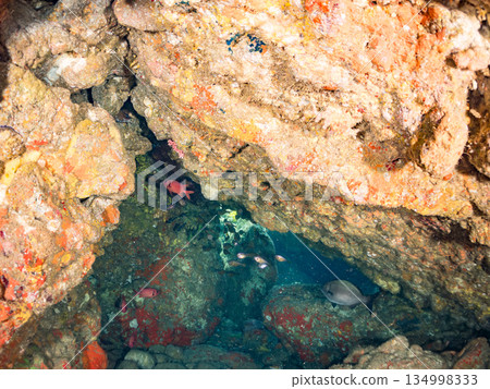 A school of Ishigaki pufferfish, Minamihatanpo, Namimatsukasa, and other fish. Hirizohama, Nakagi, Minamiizu Town, Izu Peninsula, Shizuoka Prefecture - 2025 134998333