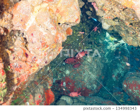 石垣河豚、南八魨魚、波松魚等魚群。靜岡縣伊豆半島南伊豆町Hirizohama、Nakagi - 2025 134998343