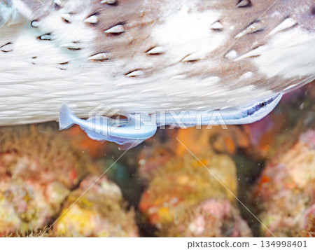 一隻附著鮢魚的鼠河豚。日本靜岡縣伊豆半島南伊豆町中木町的Hirizo海灘 - 2025,日本頂級浮潛地點之一 一隻附著鮢魚的鼠河豚。日本靜岡縣伊豆半島南伊豆町中木町的Hirizo海灘 - 2025,日本頂級浮潛地點之一 134998401