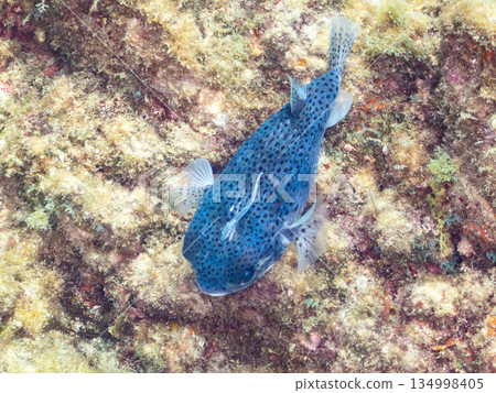 A mouse pufferfish with a remora attached. Hirizo Beach, Minamiizu Town, Nakagi, Izu Peninsula, Shizuoka Prefecture - 2025 One of Japan's leading snorkeling spots 134998405