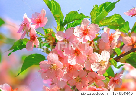 Refreshing blue sky and begonia flowers in full bloom Refreshing blue sky and begonia flowers in full bloom 134998440