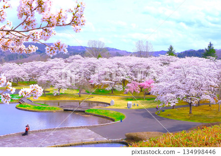 湛藍的天空，盛開的櫻花，令人心曠神怡。 134998446