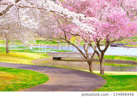 Cherry blossoms in full bloom decorating the waterfront 134998448